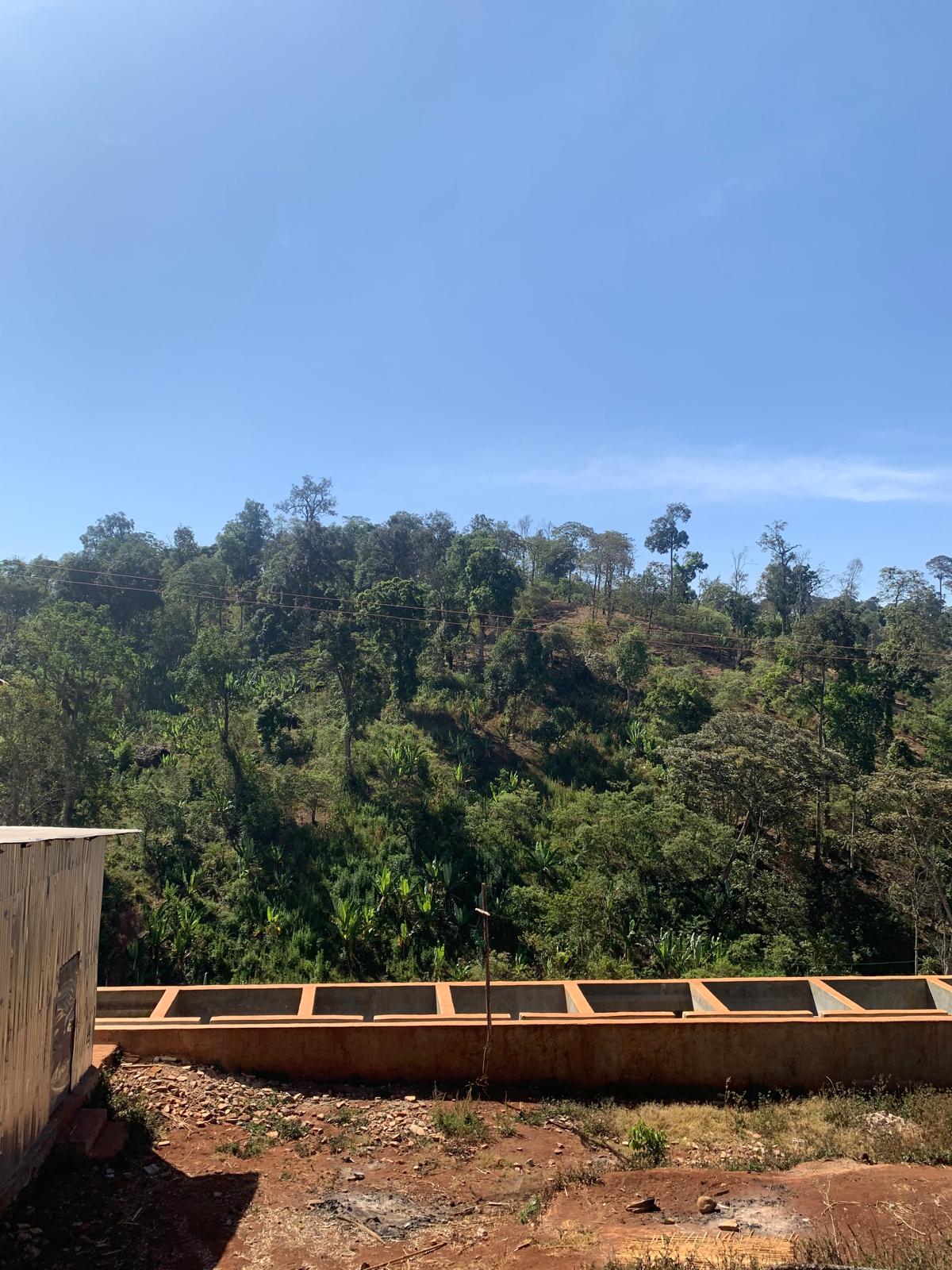 Ethiopia Getachew Zeleke - Washed