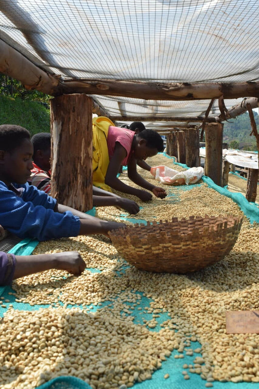 Burundi - Munyinya Hill (Washed)