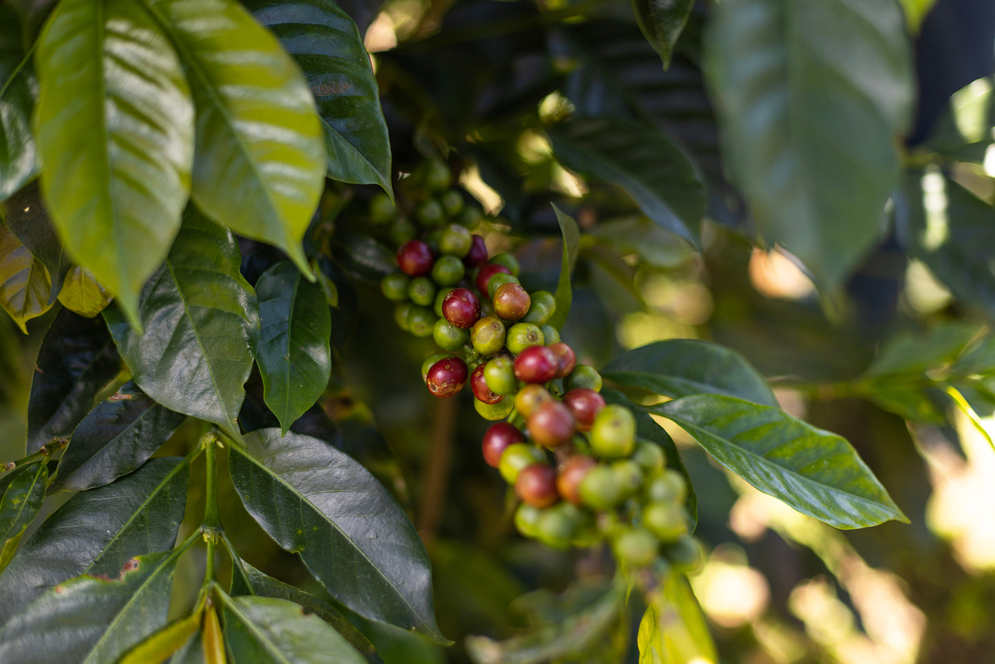 Honduras - Luha + Issel Natural