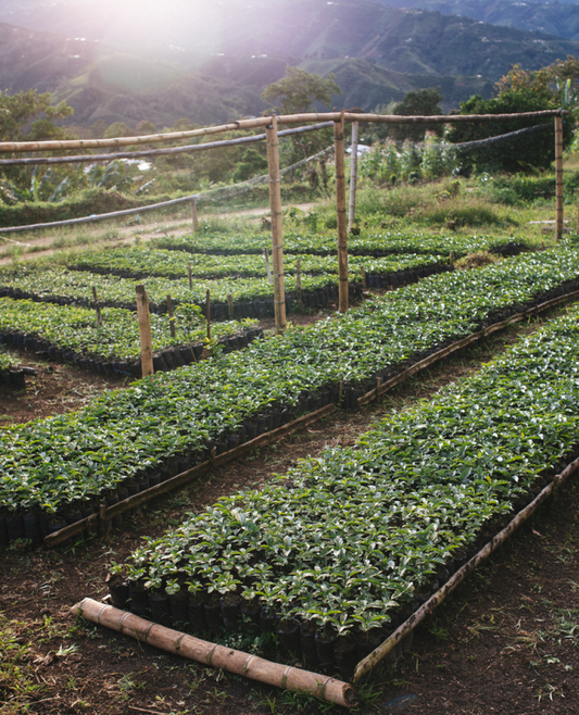 Colombia - El Rubí Washed
