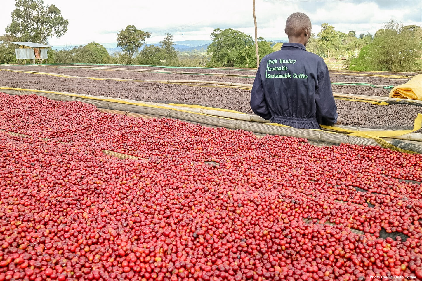 Ethiopia Tima - Washed