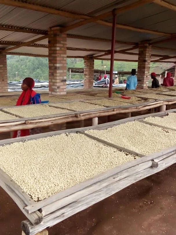 Rwanda - Nyampinga Women's Co-op Washed